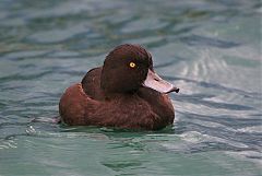 New Zealand Scaup